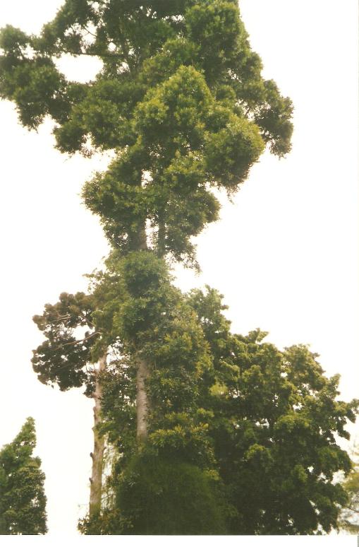 giardino botanico di napoli -20